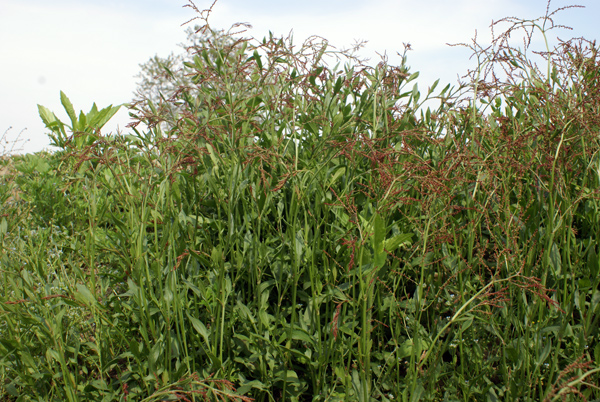 Rumex acetosella / Romice acetosella