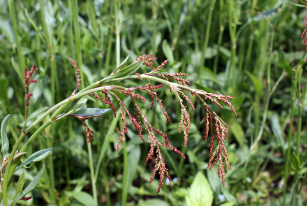 Rumex acetosella / Romice acetosella