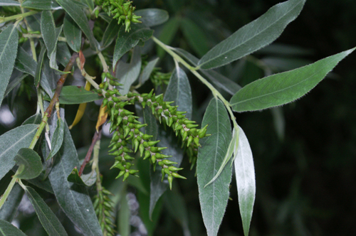 Salix alba / Salice bianco
