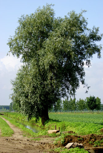 Salix alba / Salice bianco