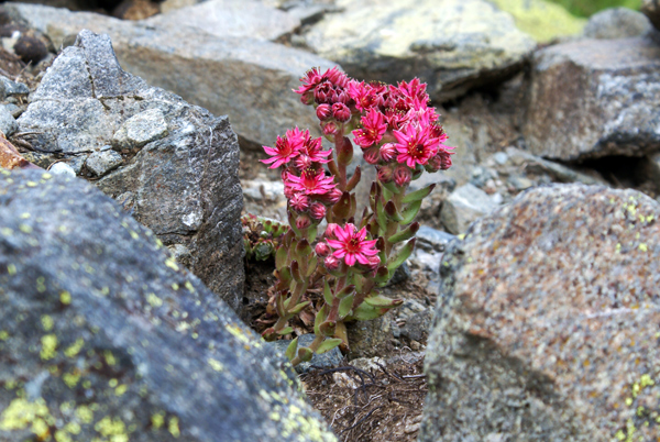Sempervivum arachnoideum L.