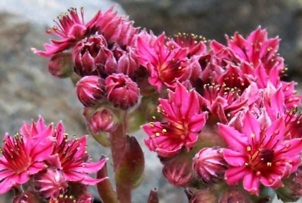 Sempervivum arachnoideum L.