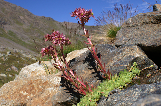 Sempervivum montanum