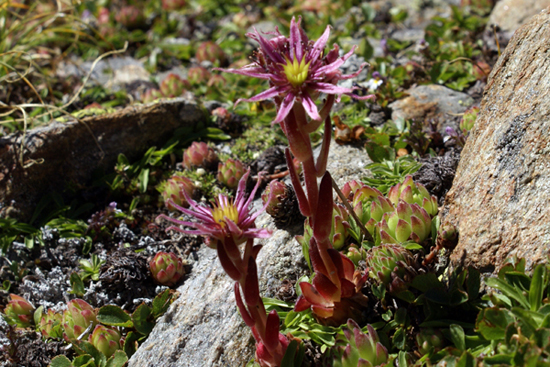 Sempervivum montanum