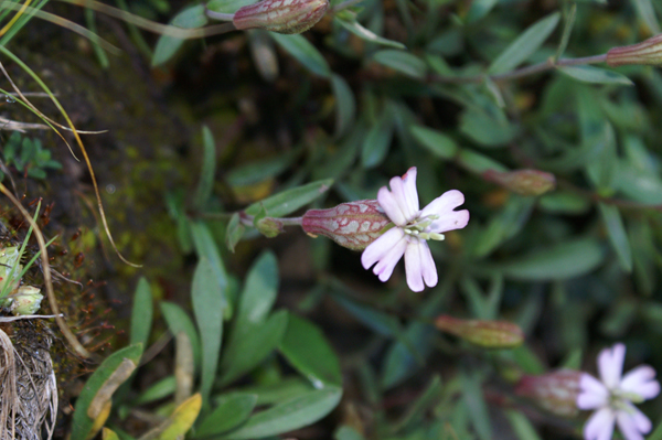 Silene vallesia