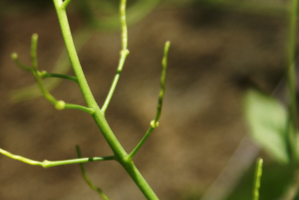 Arabidopsis halleri (=Cardaminopsis halleri) / Arabetta di Haller