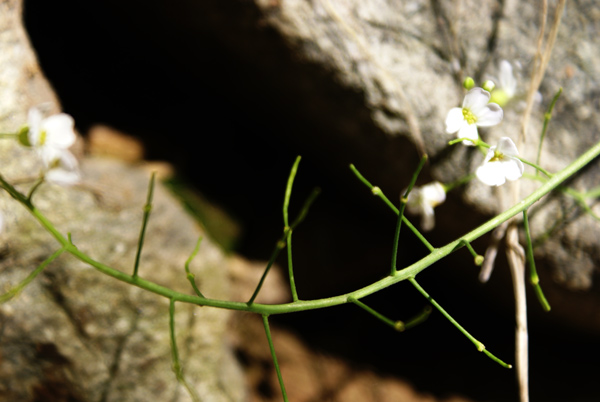 Arabidopsis halleri (=Cardaminopsis halleri) / Arabetta di Haller