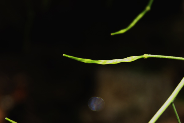 Arabidopsis halleri (=Cardaminopsis halleri) / Arabetta di Haller