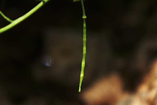 Arabidopsis halleri (=Cardaminopsis halleri) / Arabetta di Haller