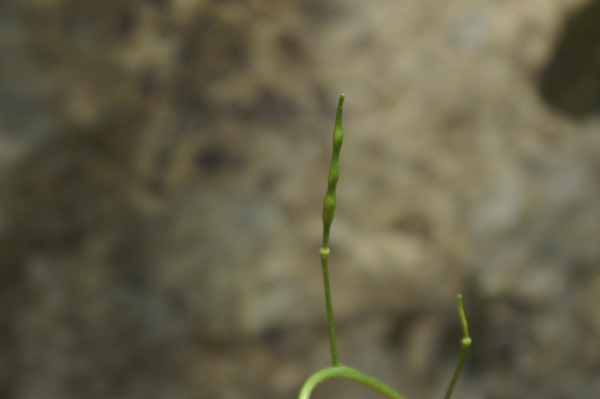 Arabidopsis halleri (=Cardaminopsis halleri) / Arabetta di Haller