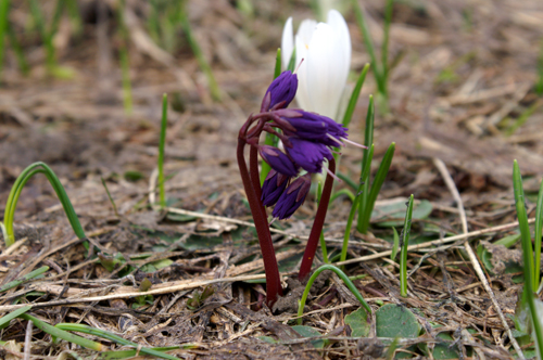 Soldanella alpina