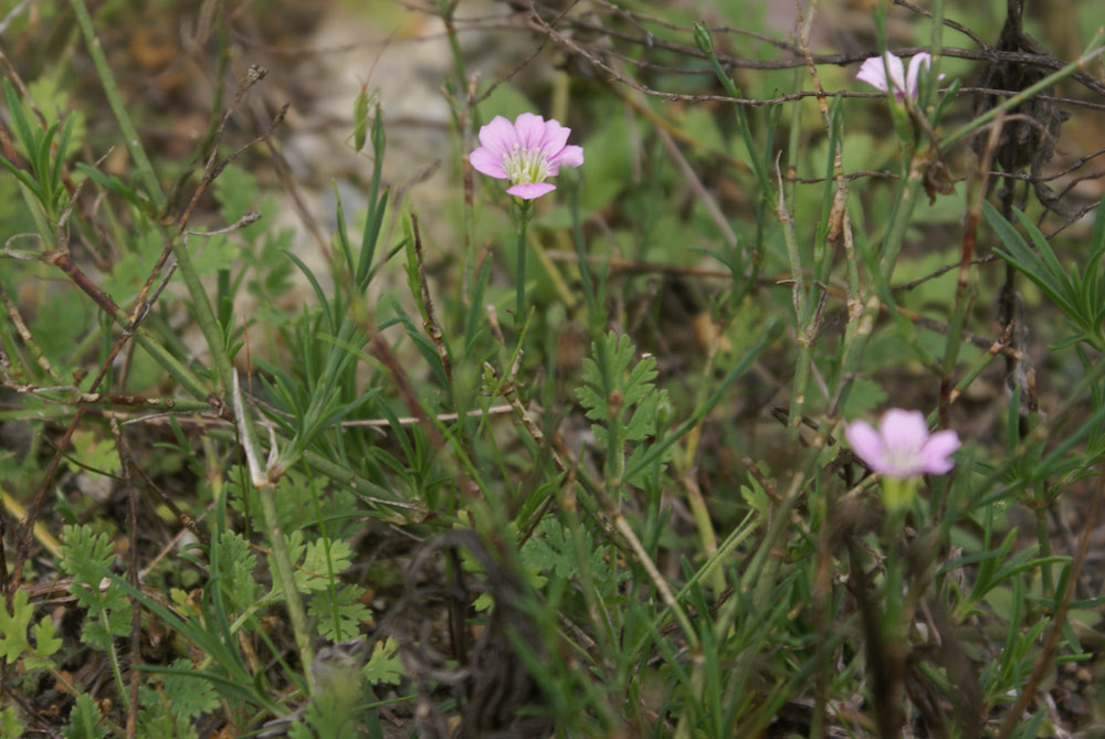 Garofanina spaccasassi - Petrorhagia saxifraga