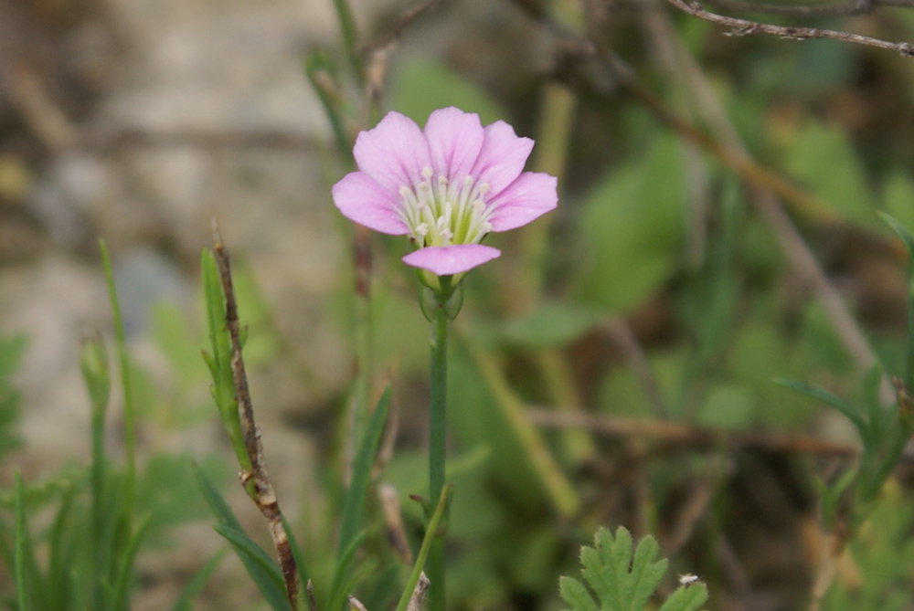 Garofanina spaccasassi - Petrorhagia saxifraga