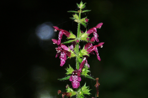 Stachys sylvatica