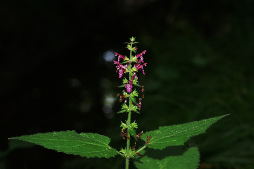 Stachys sylvatica