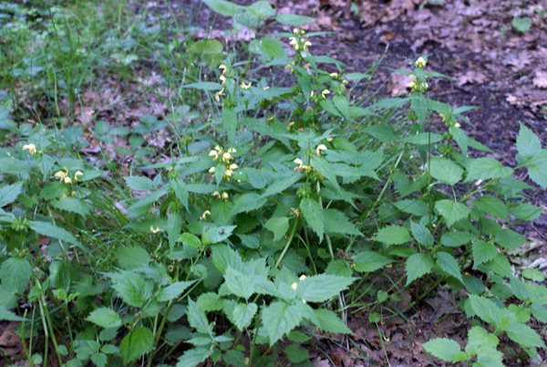 Lamium galeobdolon
