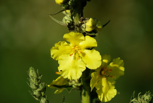 Verbascum...