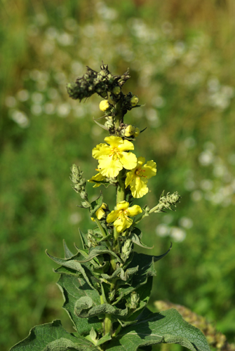 Verbascum...