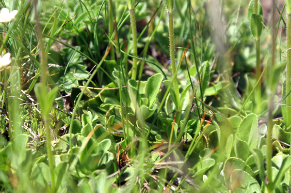 Veronica bellidioides