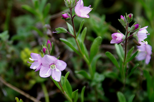 Veronica fruticulosa / Veronica rosa