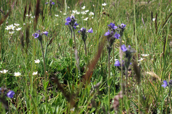 Veronica bellidioides
