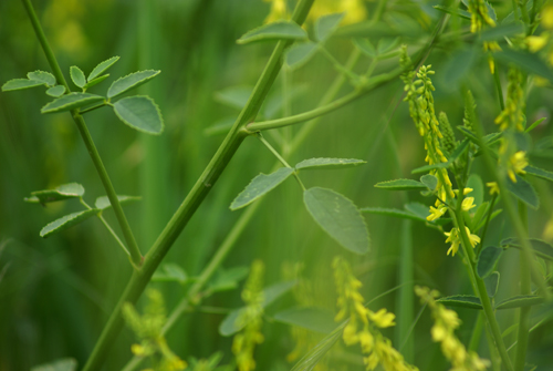 � una veccia?-  no, Melilotus cfr. officinalis