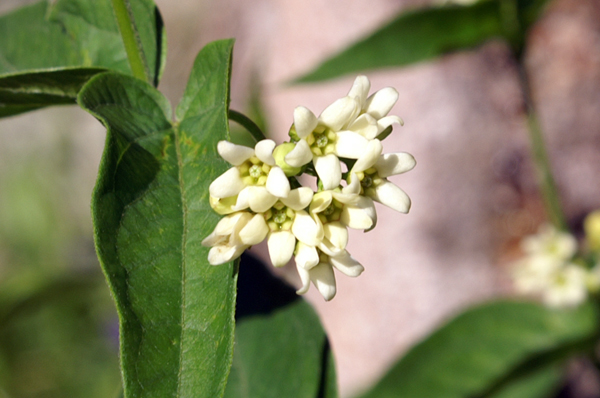 Vincetoxicum hirundinaria / Vincetossico comune