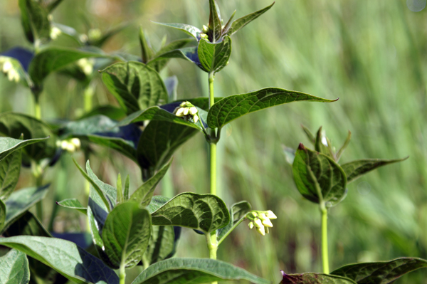 Vincetoxicum hirundiniana e Clematis recta