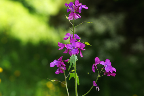 Lunaria annua / Lunaria meridionale