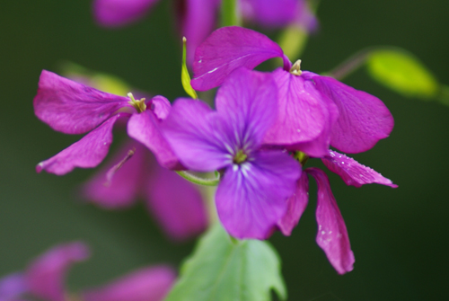 Lunaria annua / Lunaria meridionale