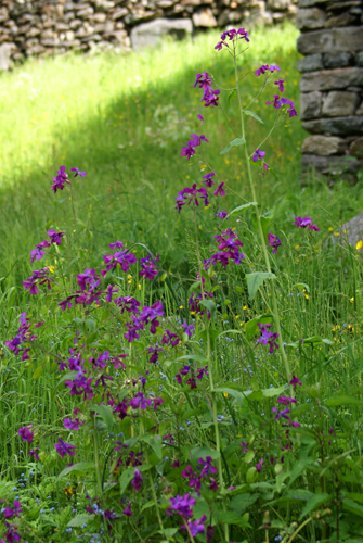 Lunaria annua / Lunaria meridionale