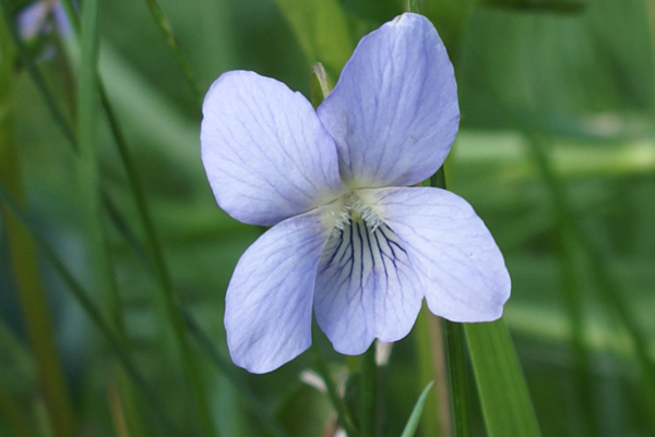 Viola canina / Viola selvatica