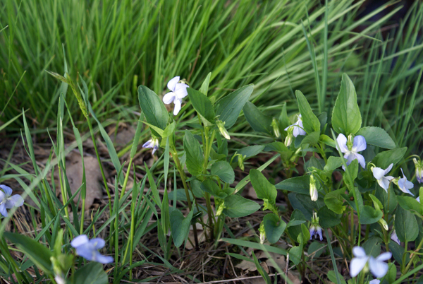 Viola canina / Viola selvatica