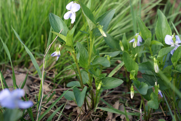 Viola canina / Viola selvatica