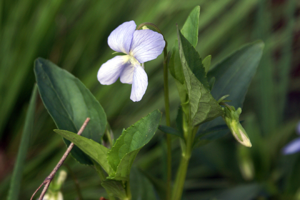 Viola canina / Viola selvatica