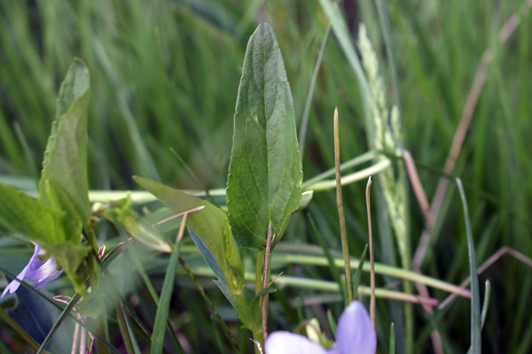 Viola canina / Viola selvatica