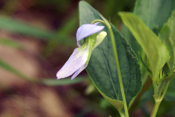 Viola canina / Viola selvatica
