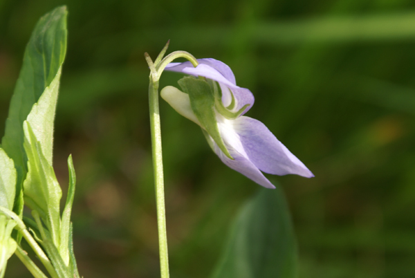 Viola canina / Viola selvatica