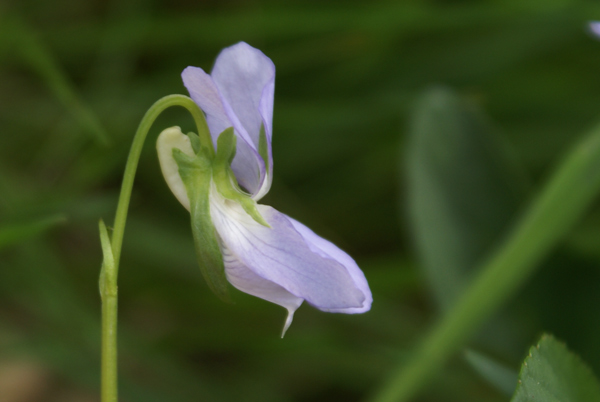 Viola canina / Viola selvatica