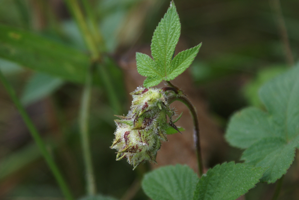 Humulus japonicus / Luppolo del Giappone