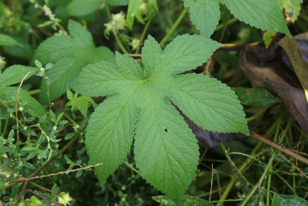 Humulus japonicus / Luppolo del Giappone