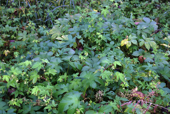 Humulus japonicus / Luppolo del Giappone