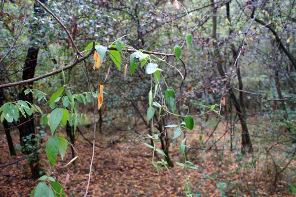 nel bosco - Vincetoxicum nigrum