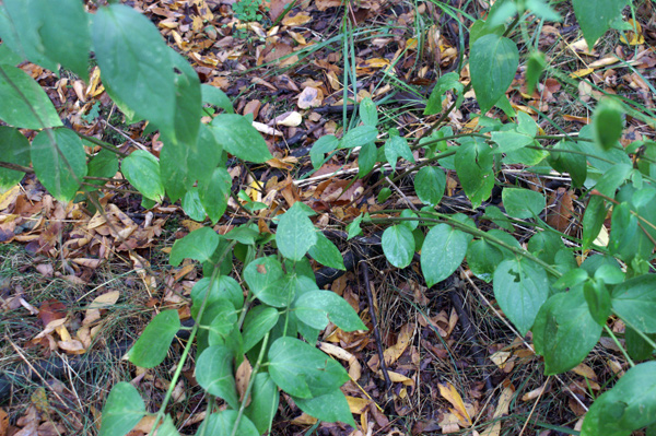 nel bosco - Vincetoxicum nigrum