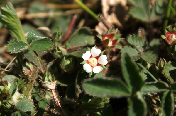 Potentilla micrantha / Cinquefoglia fragola-secca
