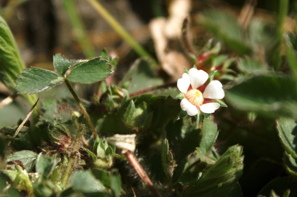 Potentilla micrantha / Cinquefoglia fragola-secca