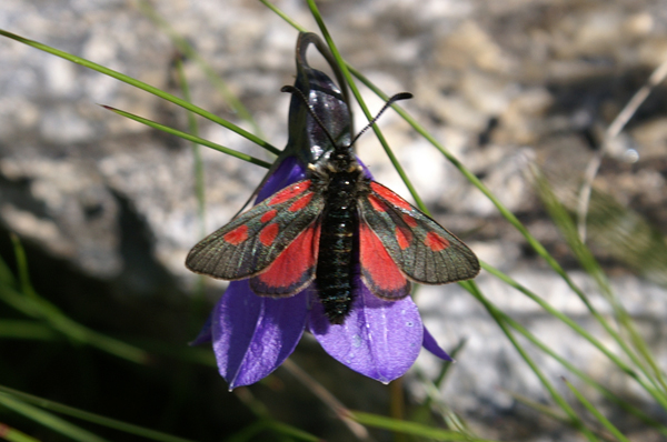 Zygaena