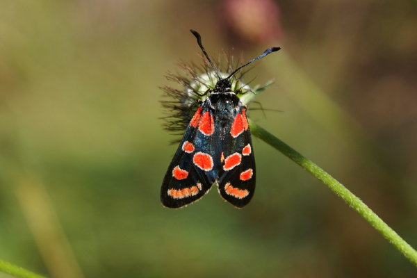 Zygaena (Agrumenia) carniolica
