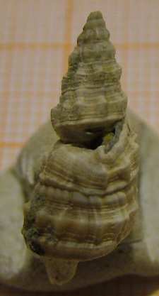 Cerithium (vulgatum?) deforme
