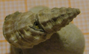 Cerithium (vulgatum?) deforme